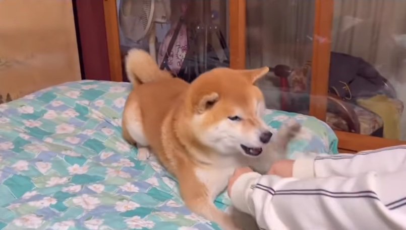 握った両手を差し出す