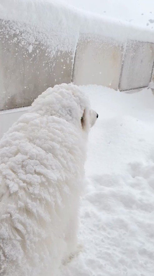 雪が降り積もった庭を見つめる犬