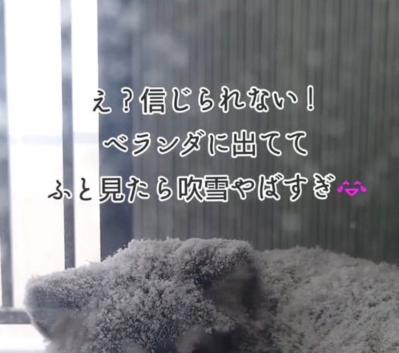 吹雪くベランダと犬の耳