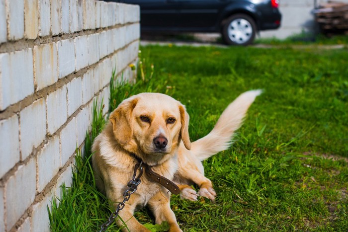 庭で繋がれた犬