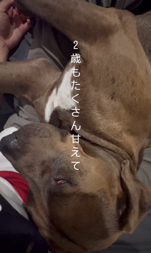 リバくんが2歳になるまで6