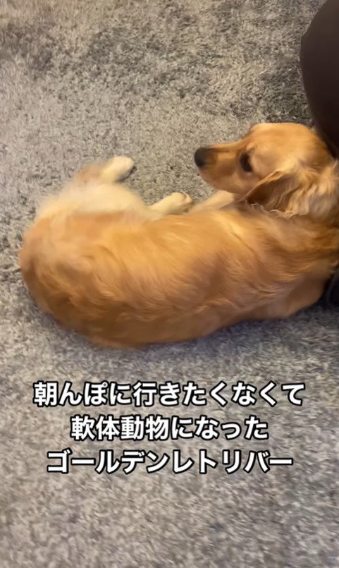 軟体動物化するナラちゃん