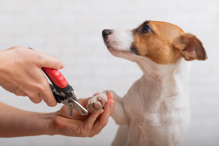 前足の爪切りをされている犬