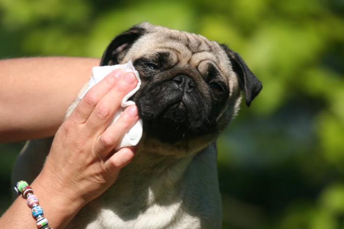 犬の目元を拭く