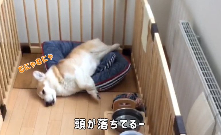 ベッドで寝る犬