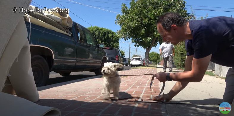 犬に布リードをかける