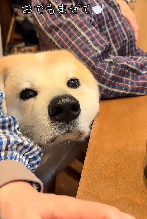 甘えん坊な駄偉助くんの日常4