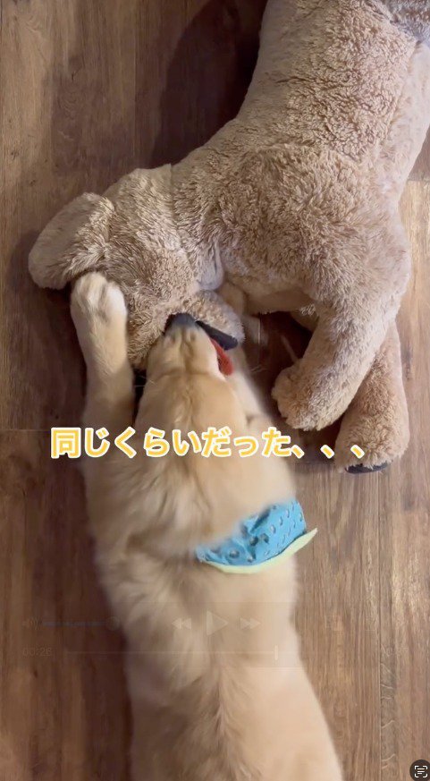 ぬいぐるみの舌を咥えてひっぱる犬