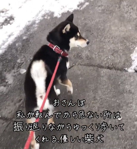 振り返る犬