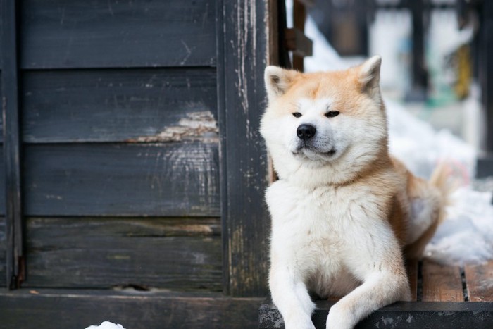 窓から体を乗り出す秋田犬