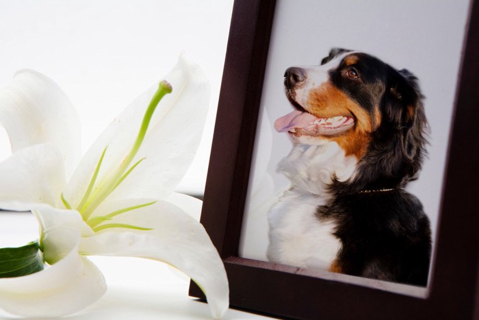 犬の遺影と花