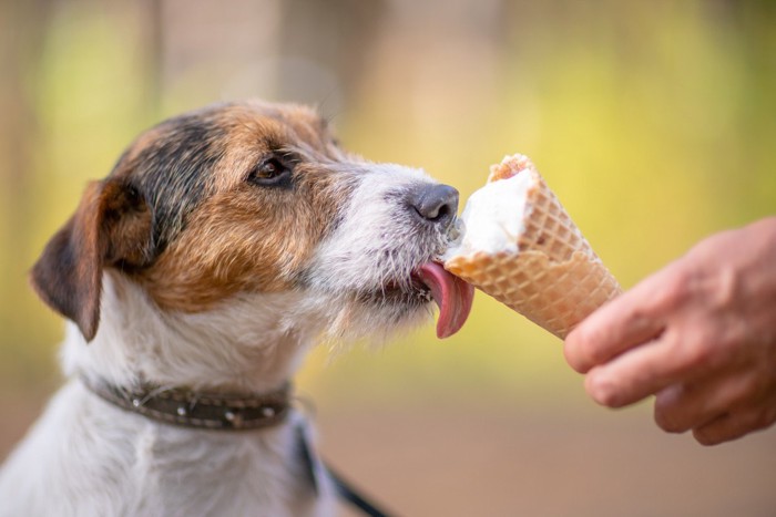 アイスを食べている犬