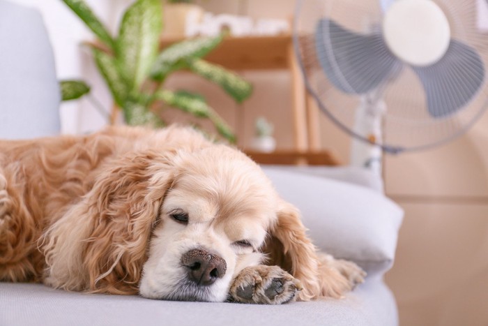 止まった扇風機とグッタリした犬