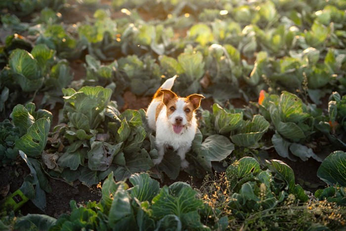 キャベツ畑のジャックラッセルテリア