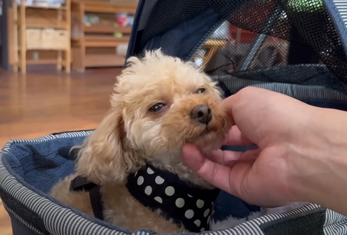 カートの中で撫でられる犬