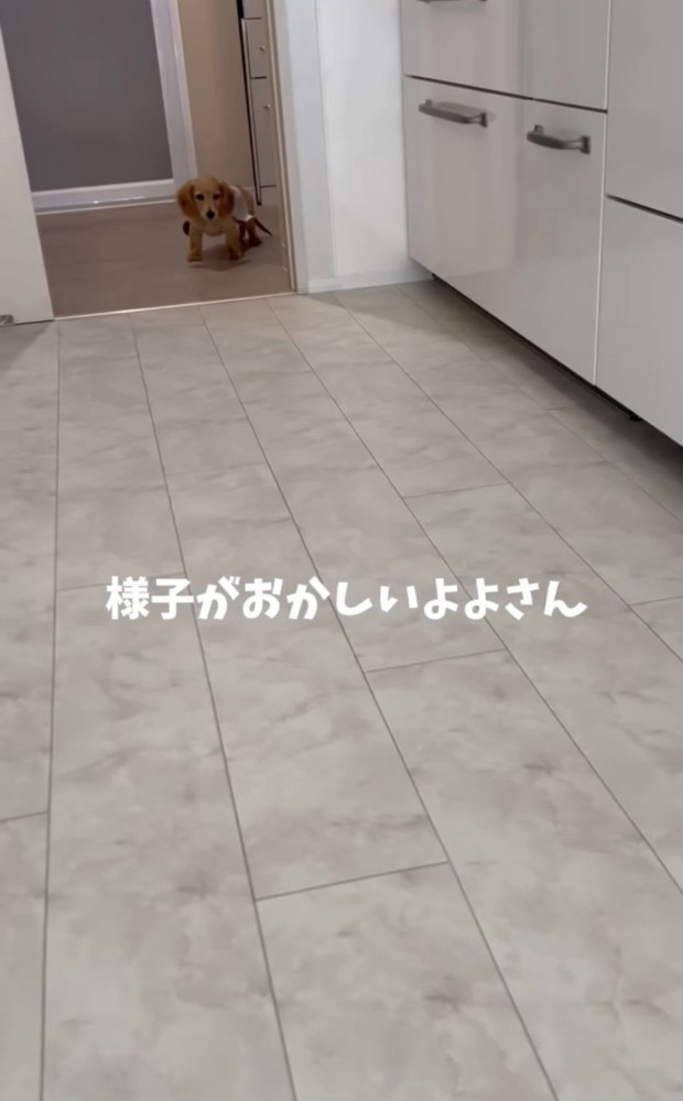 遠くで固まる犬