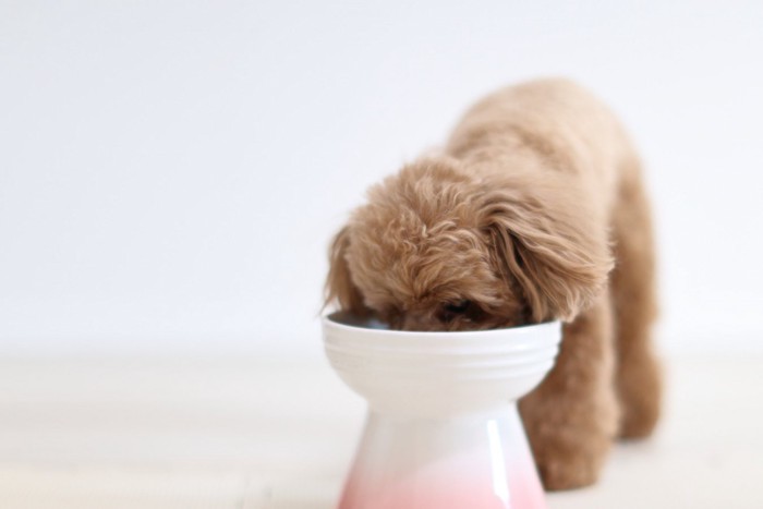 ごはんを食べる犬