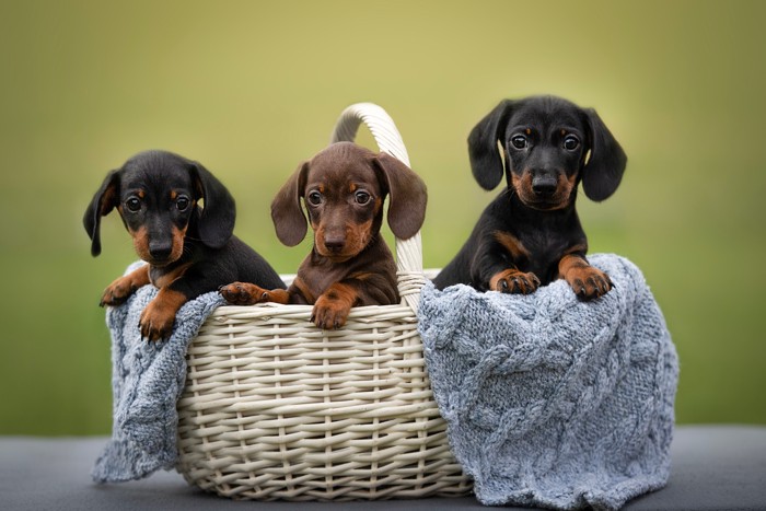 バスケットに入った3頭のカニンヘンダックスフンドの子犬