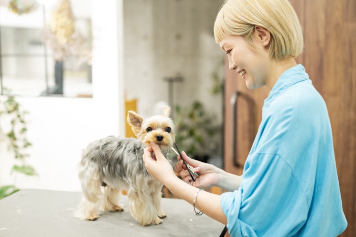 トリミングサロンで犬の毛をカットしているトリマー