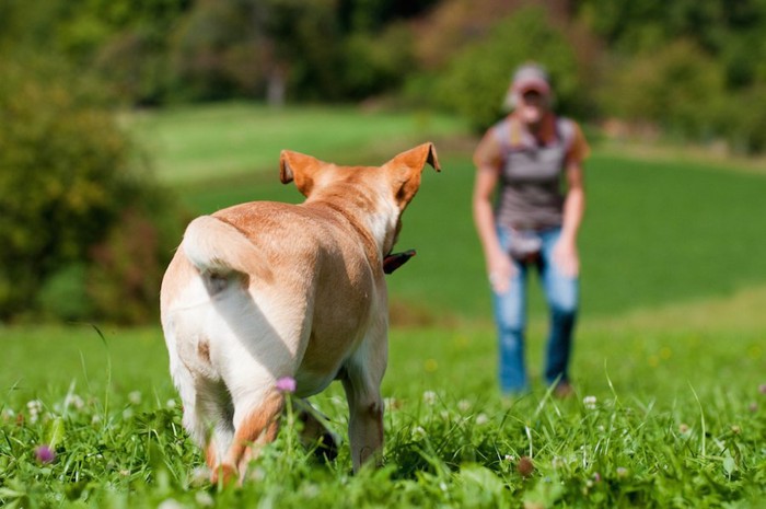 公園で飼い主に呼ばれて走る犬の後ろ姿