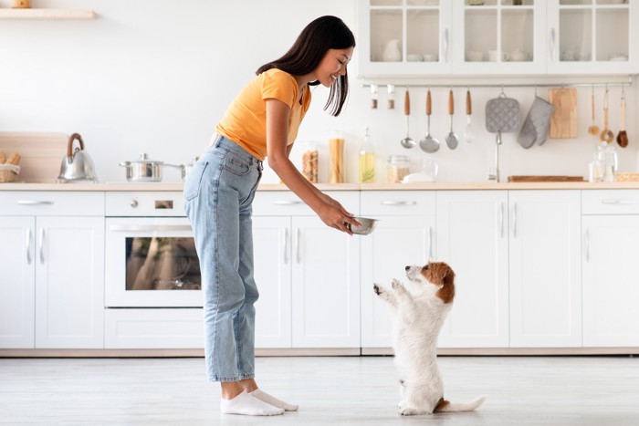 立ち上がって飼い主にご飯をおねだりする犬