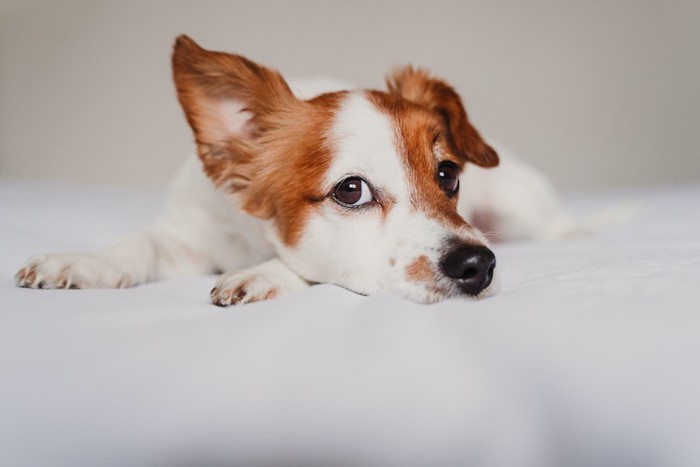 片方の耳を立たせて伏せながら見つめる犬