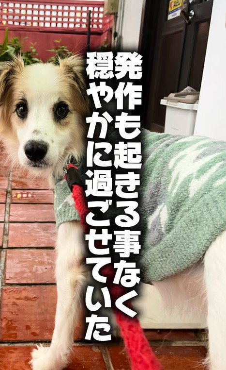 ダニエルくんとの数ヶ月間3