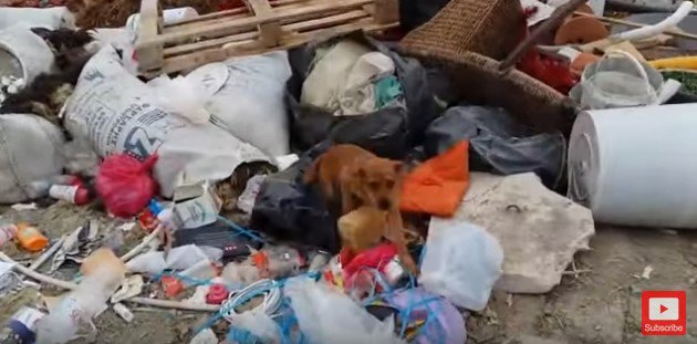 ゴミの山からかけ寄ってくる犬