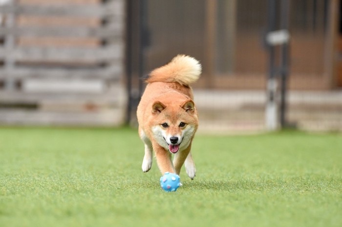 おもちゃを追う柴犬