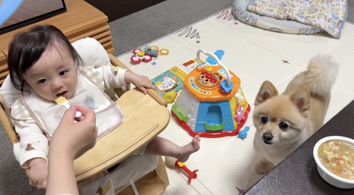 赤ちゃんにごはんを食べさせる飼い主を見上げる犬