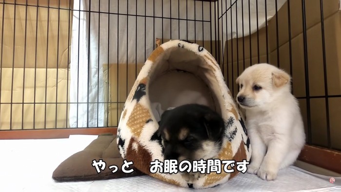 黒い子犬はすでにリラックス