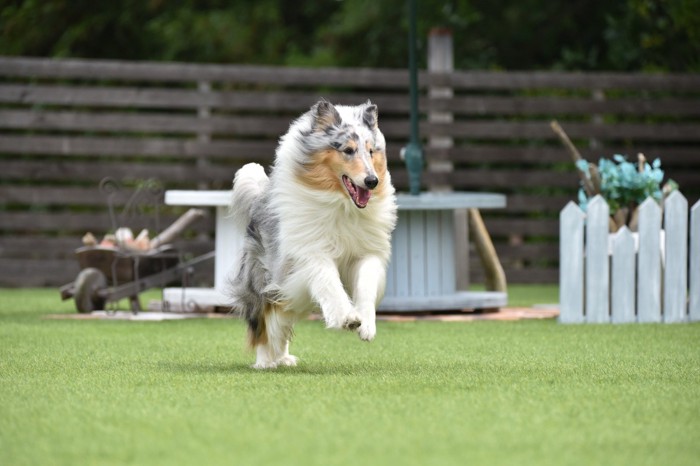 走る犬