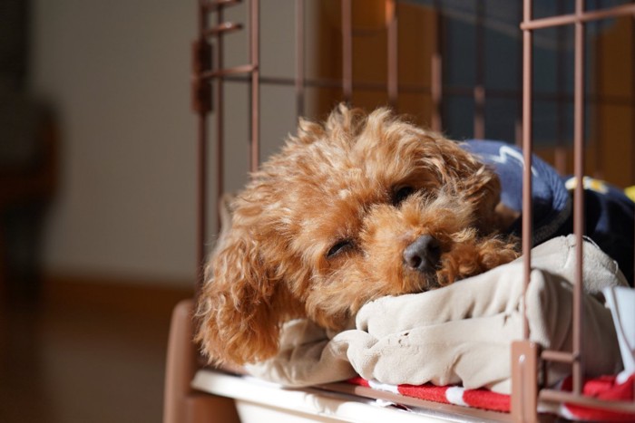 ケージの中で寝る犬