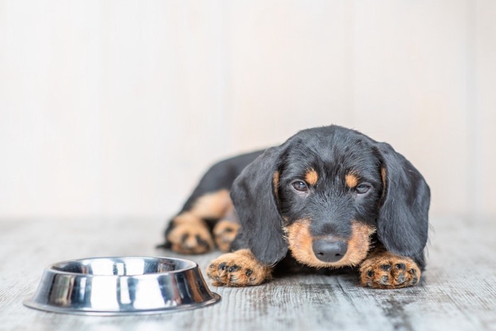 ごはんが欲しい犬