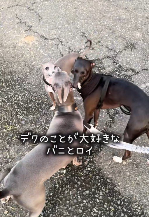 3兄弟は仲良し♪