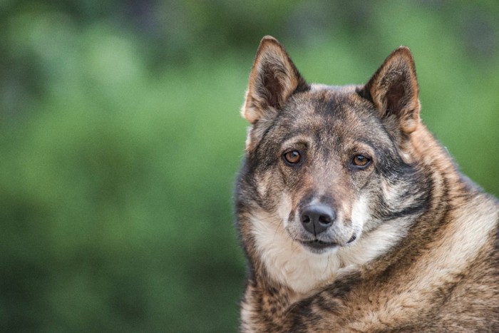 こちらを見つめるシベリアの犬