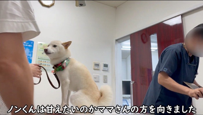 診察台に乗って飼い主の方を見る犬