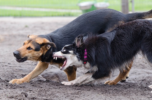 喧嘩をしている犬