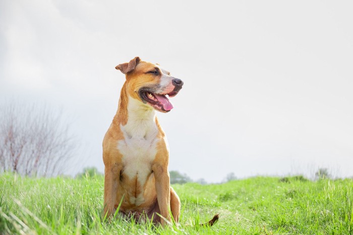 笑顔で座る犬の横顔