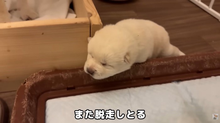木箱の外の世界に興味津々♪
