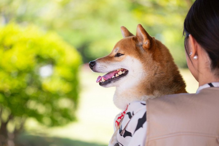 公園で抱っこされる犬