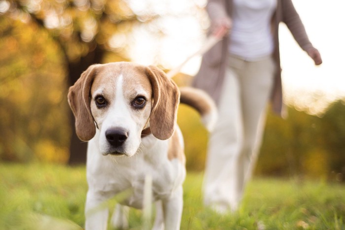 自信満々な顔で散歩する犬