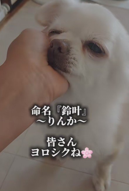 新しい名前とともに…