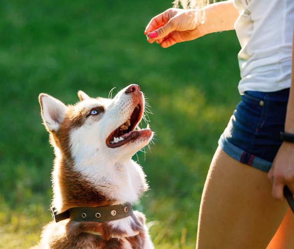 飼い主の持つオヤツを見つめる犬