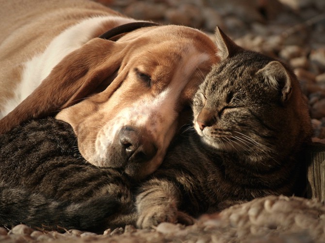 猫を枕にして寝ている犬