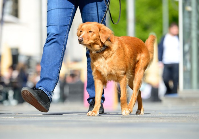 散歩する若い女性と犬