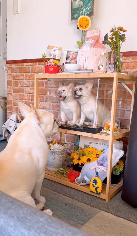 見つめていたのは姉犬の祭壇