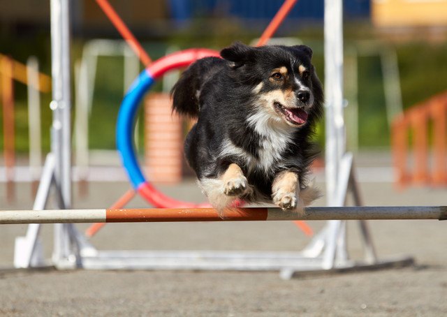 アジリティ、ジャンプする犬