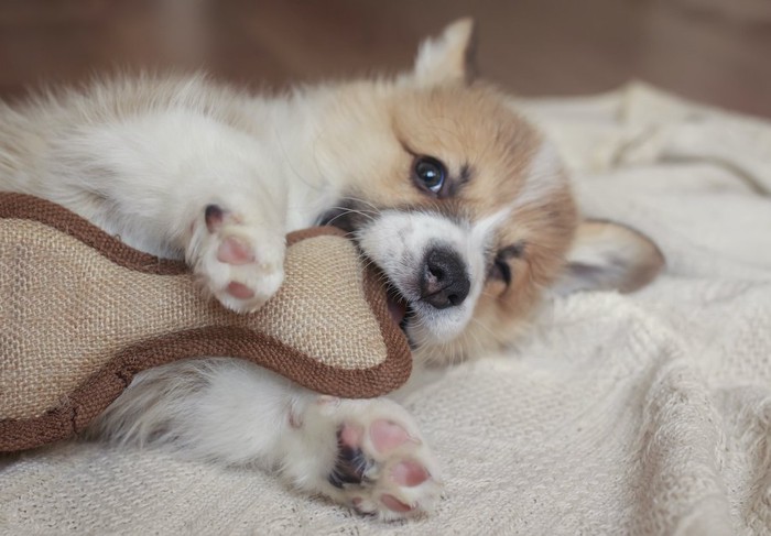 寝転んでおもちゃを噛んでいる子犬