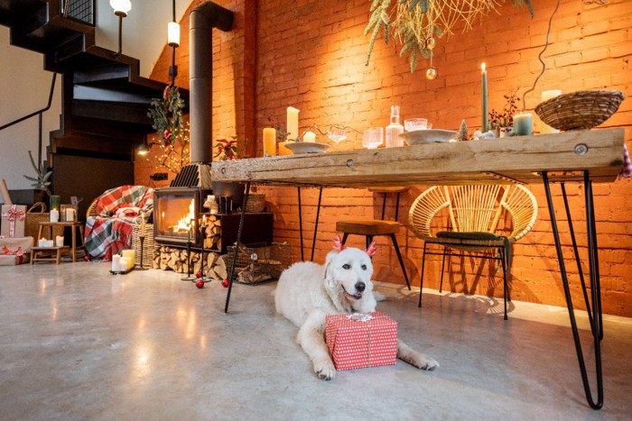 クリスマスの飾り付けをした食卓と犬